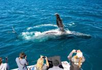 Whale Shark Tours – Ningaloo  Whaleshark-N-Dive  image 5